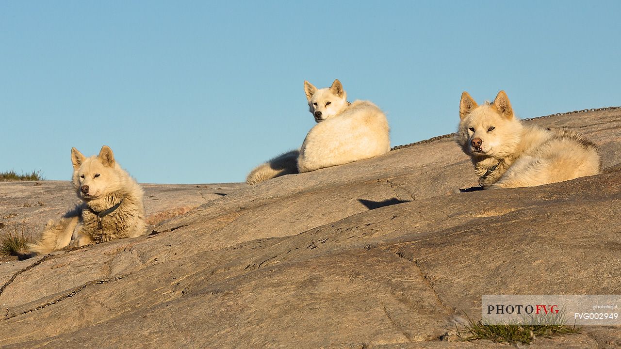 Greenland Husky in center of Illulissat town