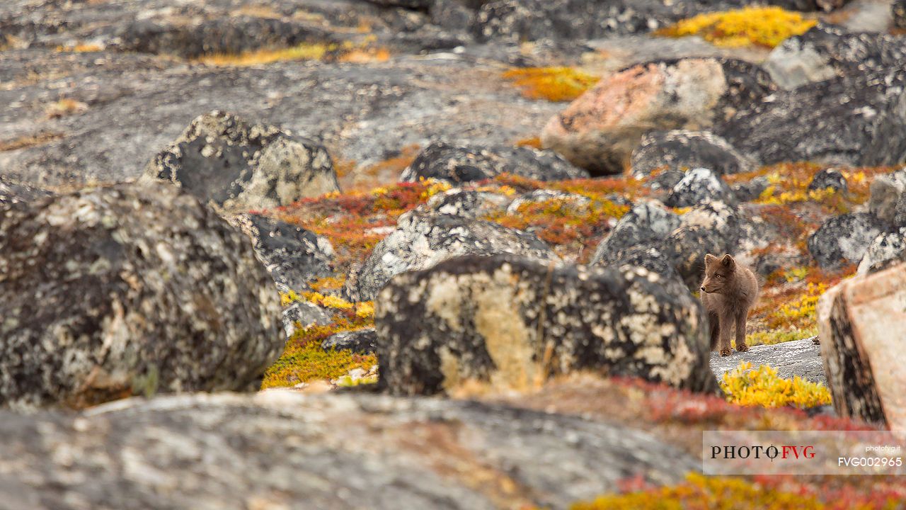 An arctic fox  (Alopex_lagopus)  in Ataa a small village of fishermen and seal hunters which was abandoned in the 50s