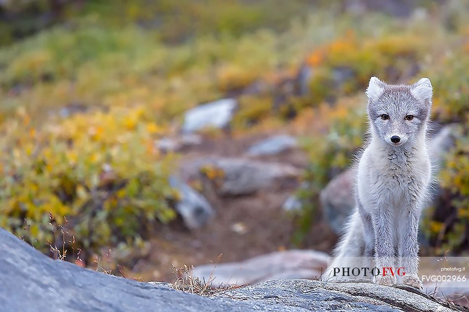 An arctic fox  (Alopex_lagopus)  in Ataa a small village of fishermen and seal hunters which was abandoned in the 50s