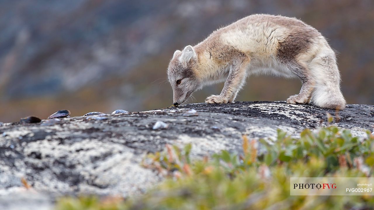 An arctic fox  (Alopex_lagopus)  in Ataa a small village of fishermen and seal hunters which was abandoned in the 50s