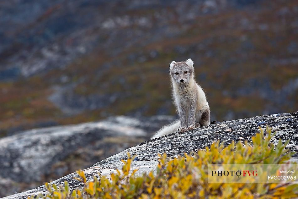 An arctic fox  (Alopex_lagopus)  in Ataa a small village of fishermen and seal hunters which was abandoned in the 50s