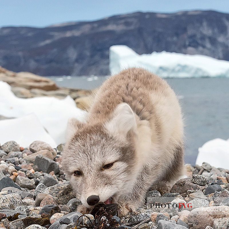 An arctic fox  (Alopex_lagopus)  in Ataa a small village of fishermen and seal hunters which was abandoned in the 50s