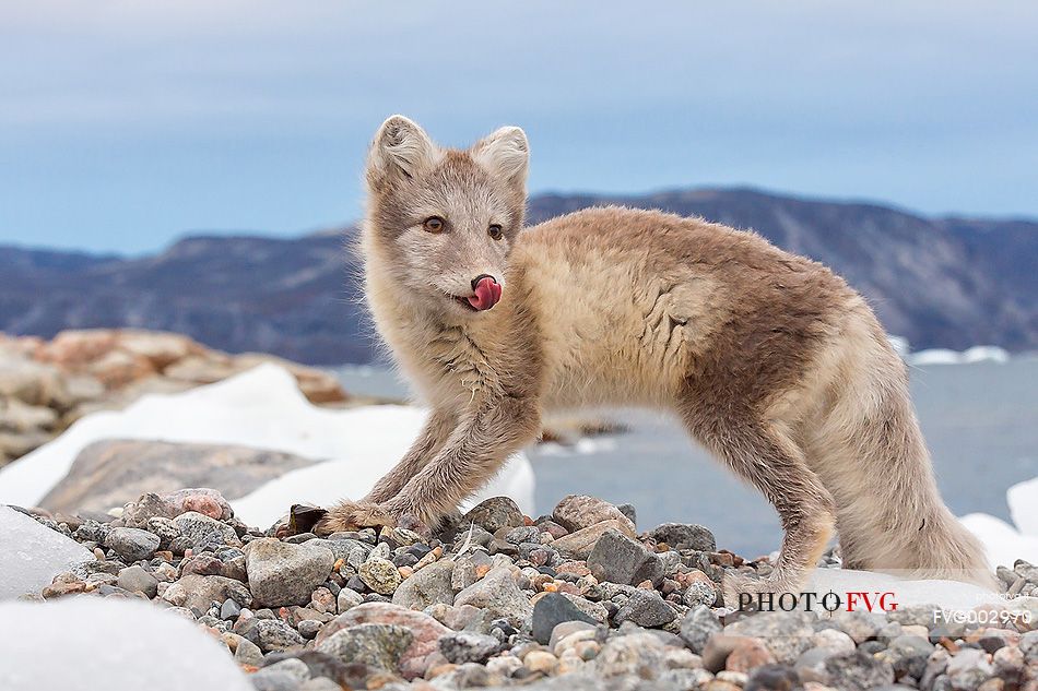 An arctic fox  (Alopex_lagopus)  in Ataa a small village of fishermen and seal hunters which was abandoned in the 50s