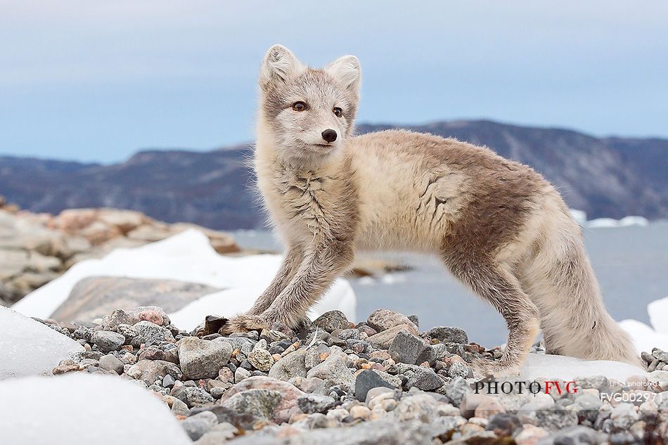 An arctic fox  (Alopex_lagopus)  in Ataa a small village of fishermen and seal hunters which was abandoned in the 50s