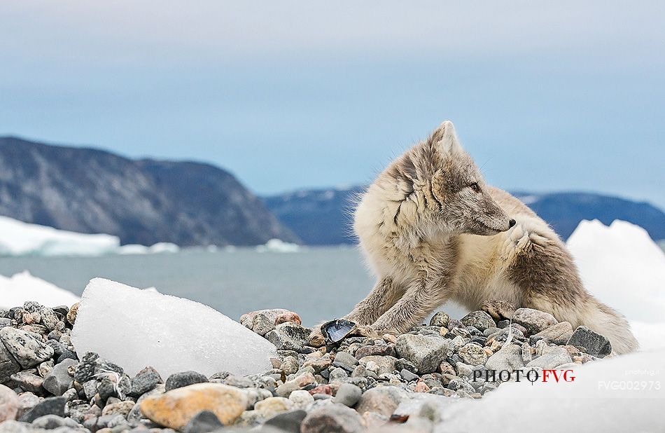 An arctic fox  (Alopex_lagopus)  in Ataa a small village of fishermen and seal hunters which was abandoned in the 50s