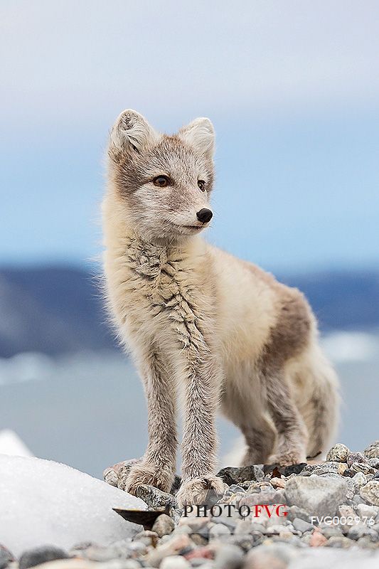 An arctic fox  (Alopex_lagopus)  in Ataa a small village of fishermen and seal hunters which was abandoned in the 50s