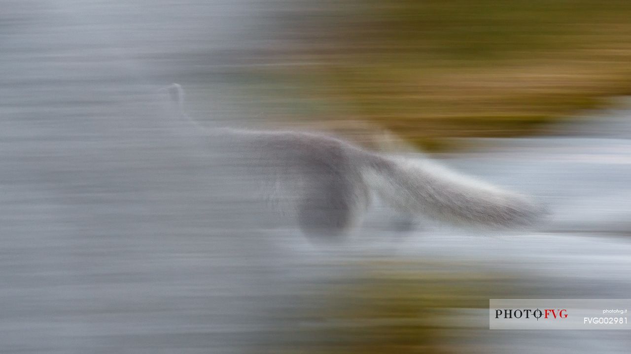 An arctic fox  (Alopex_lagopus)  in Ataa a small village of fishermen and seal hunters which was abandoned in the 50s