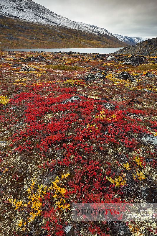 The autumn vegetation of the tundra around Ataa a small village of fishermen and seal hunters which was abandoned in the 50s