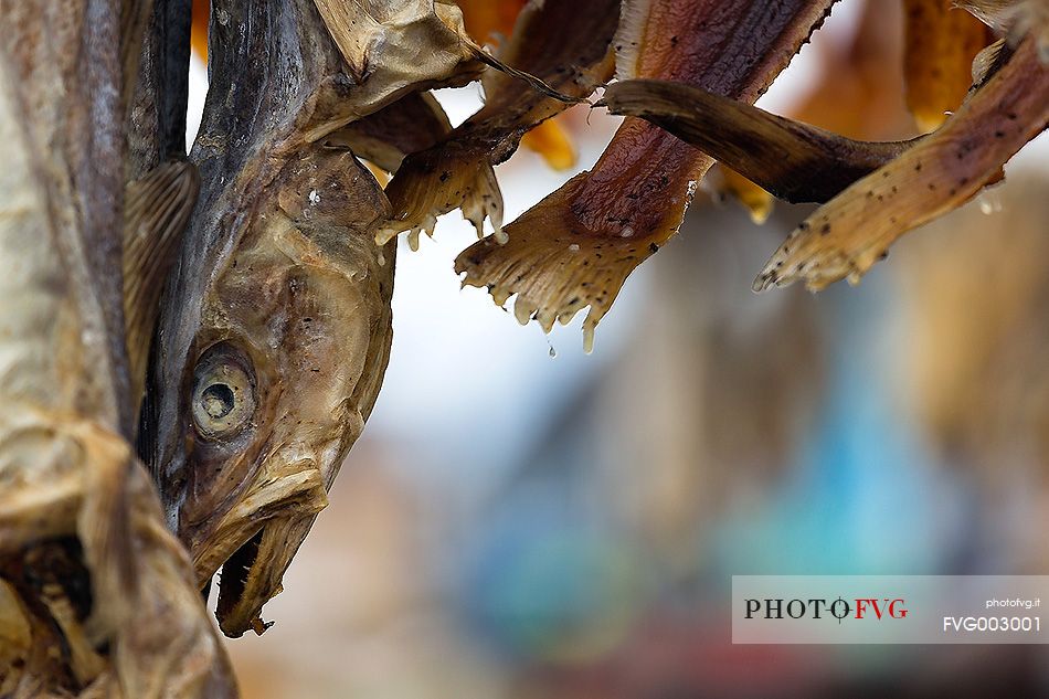 Stockfish in Rodebay a small village of fishermen and seal hunters in Disko Bay