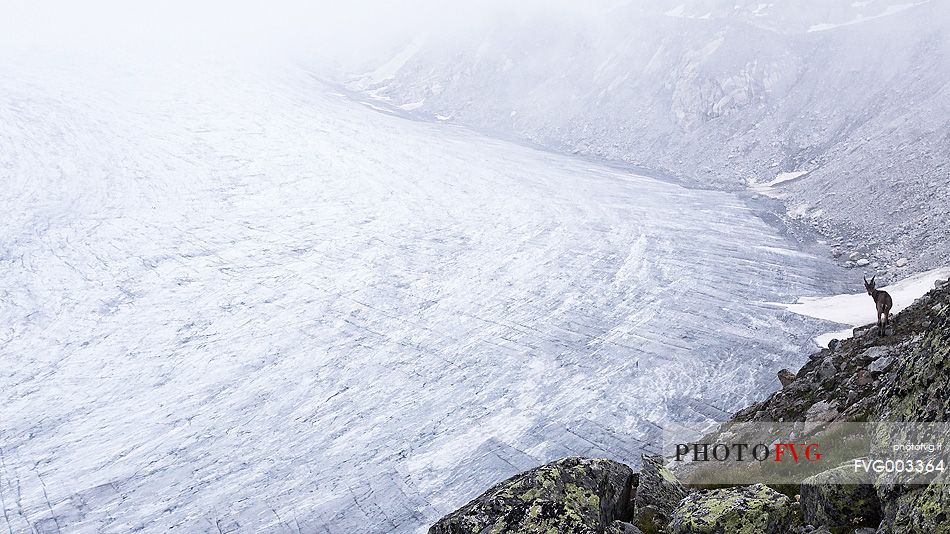 An Alpine ibex pauses on the edge of the Rhone glacier immersed in the fog, Furka pass, Valais, Switzerland, Europe