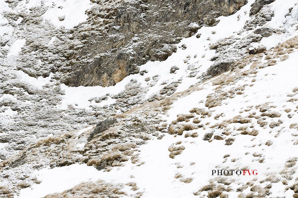 Chamois, mother and cub on snowy alpine meadows