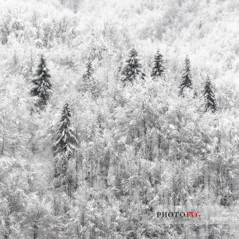 Heavy snowfall on fir-trees.
A magic landscape near Barcis village