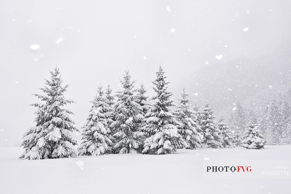 Heavy snowfall on fir trees.
A magic landscape in Sant'Osvaldo Pass