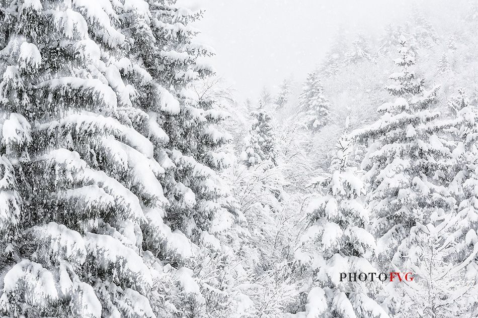 Heavy snowfall on fir trees.
A magic landscape in Sant'Osvaldo Pass