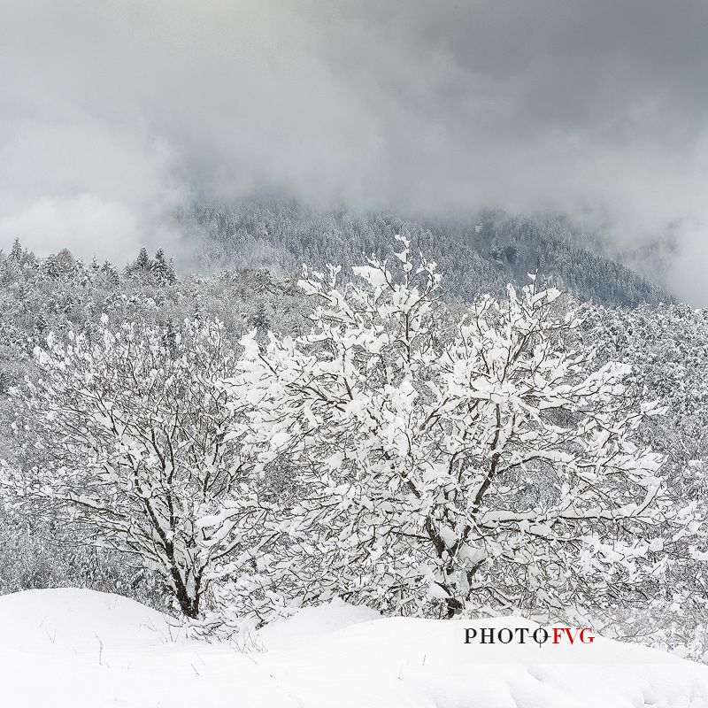 Heavy snowfall on fir-trees.
A magic landscape in Sant'Osvaldo Pass