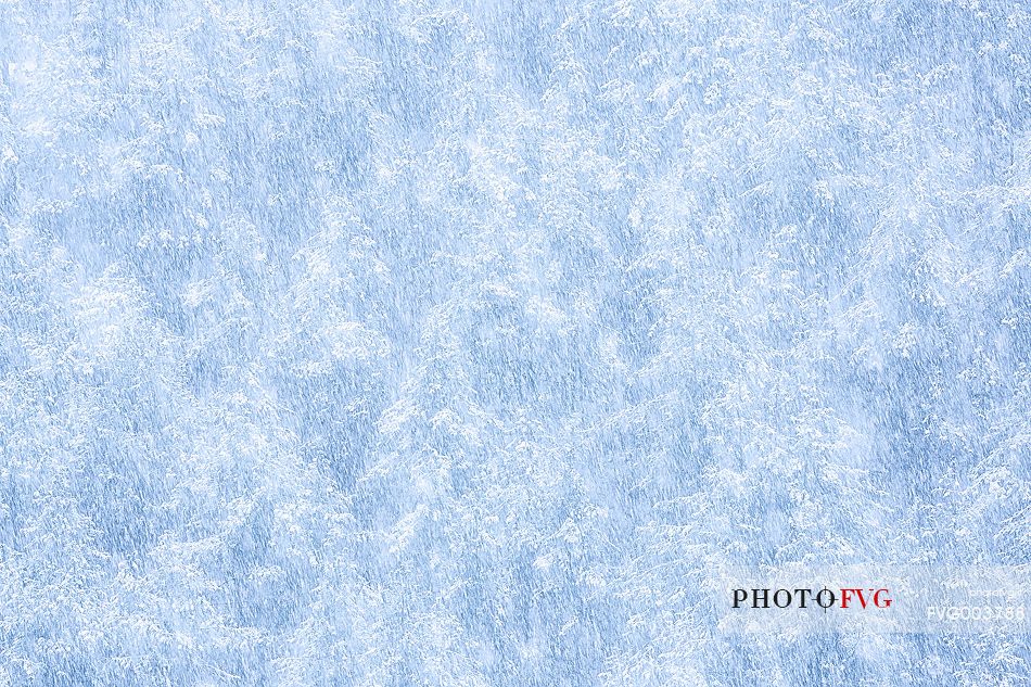 An Intense snowfall slowly cover the vegetation near Cellina river