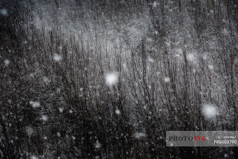 An Intense snowfall slowly cover the vegetation near Cellina river