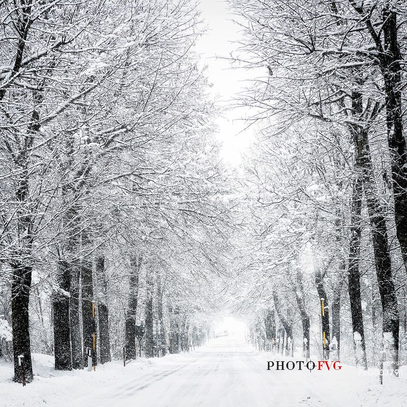 Snow covered trees along the street to alpine town of Claut