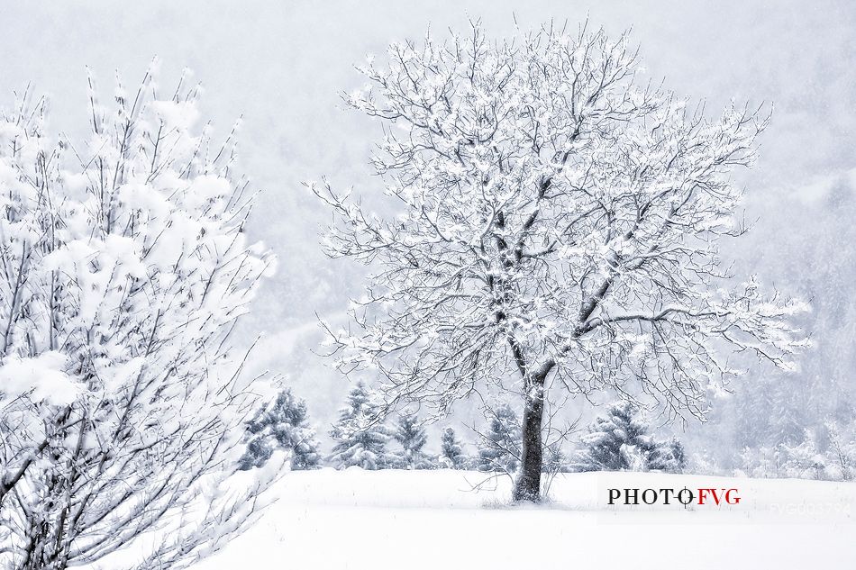 Snow covered everything near alpine town of Claut