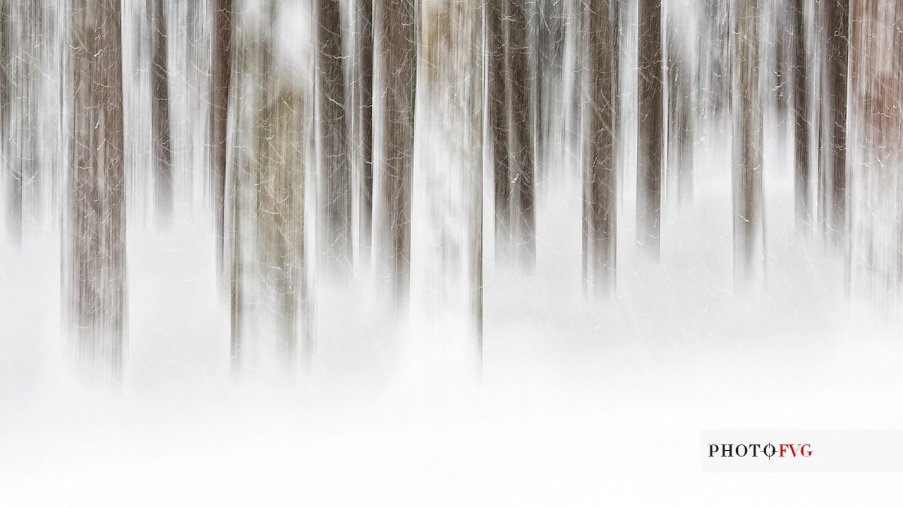 Irreal fir-forest after under heavy snowfall