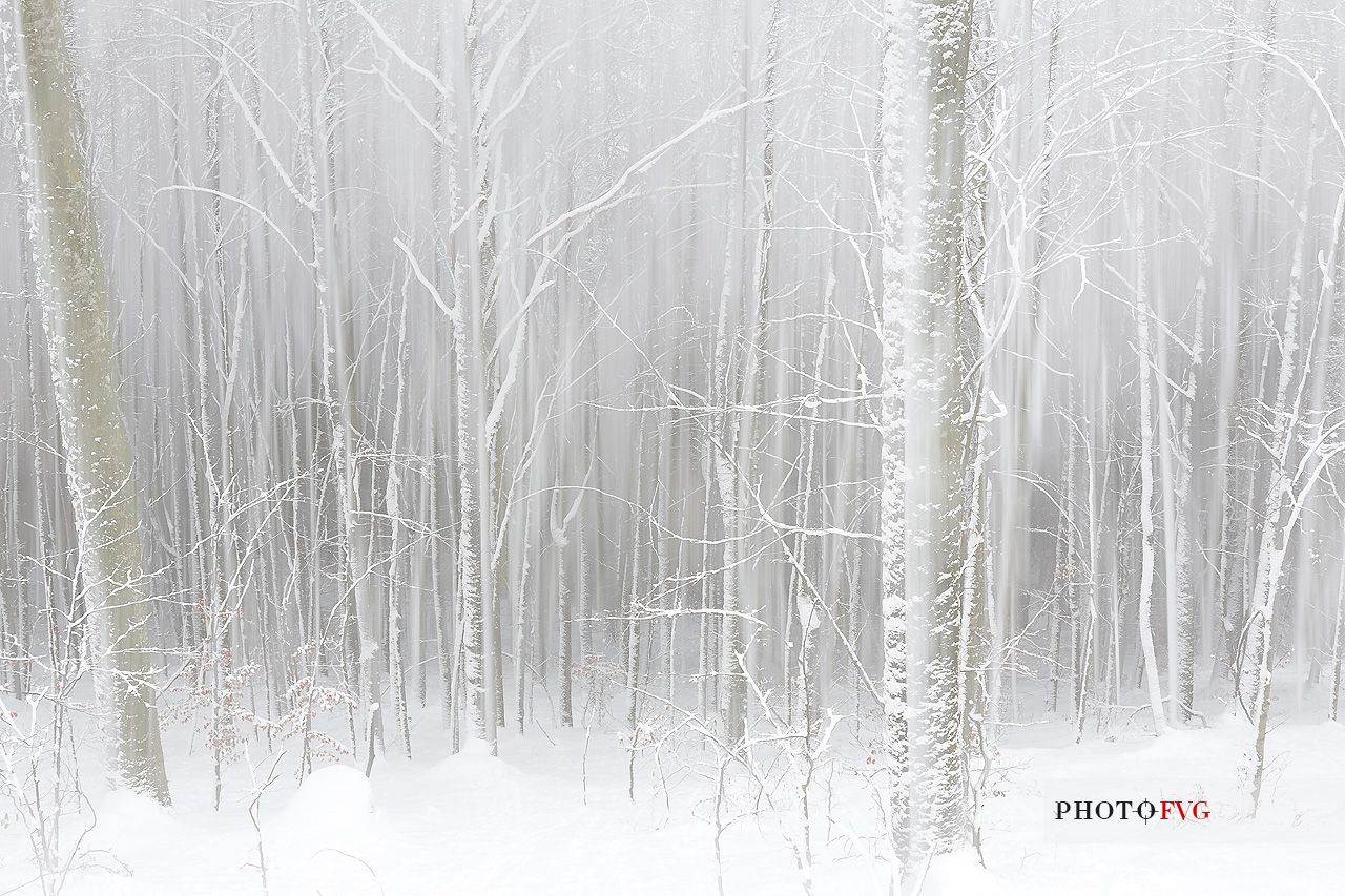 Irreal beech-forest after an heavy snowfall