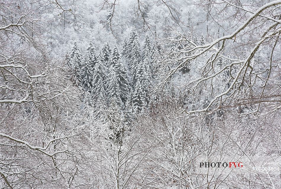 Irreal fir-forest after an heavy snowfall