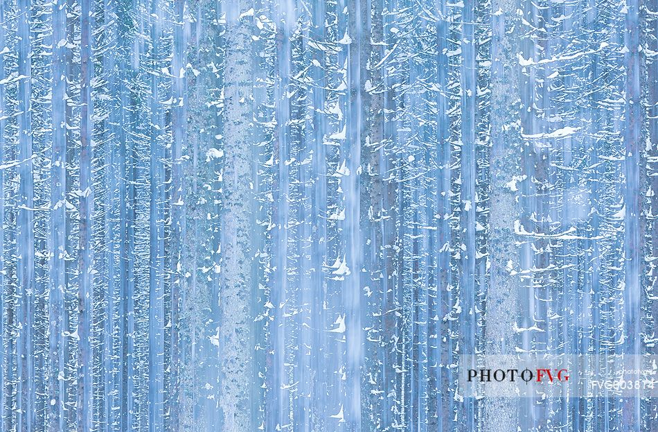 Irreal fir-forest after an heavy snowfall