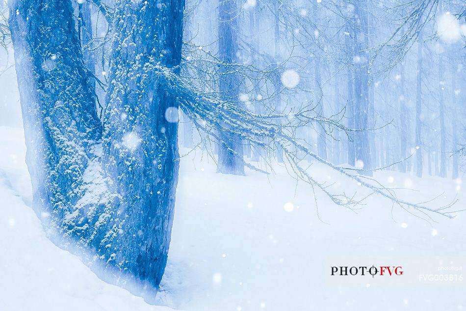 Magic atmosphere on larch trees under an heavy snowfall