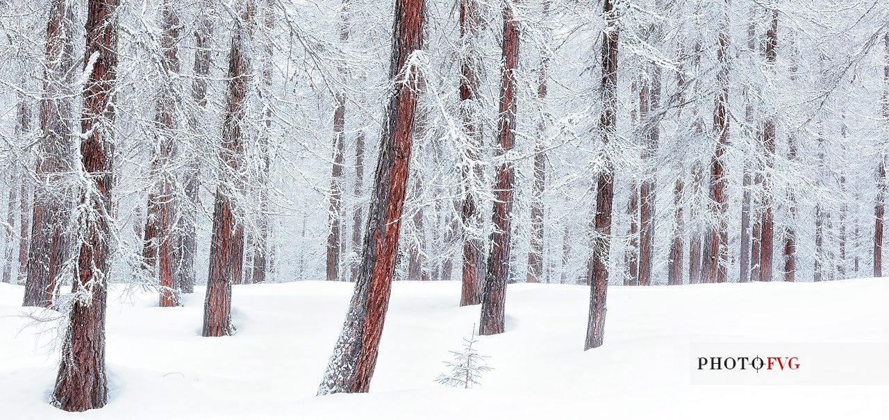 Magic atmosphere on larch trees under an heavy snowfall