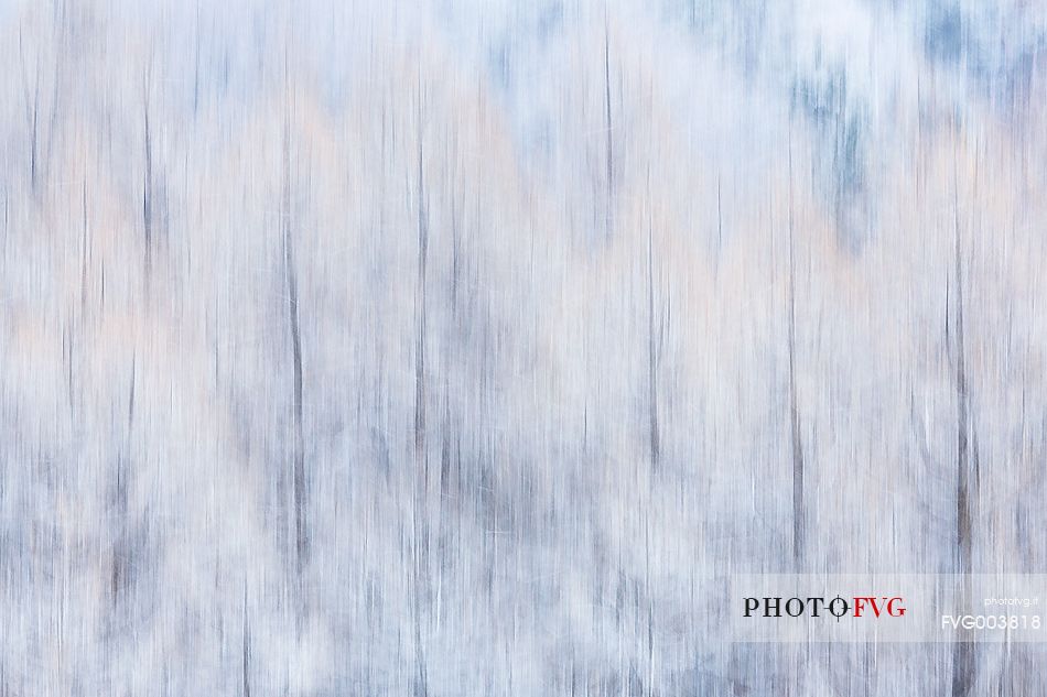 Magic in the snowy forest