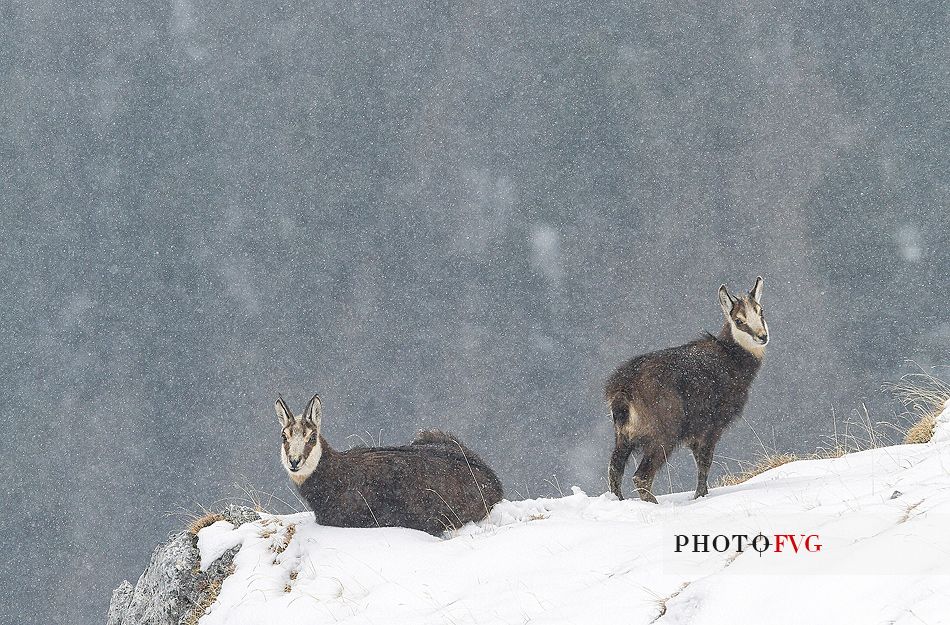 Chamois, mother and cub on snowy alpine meadows