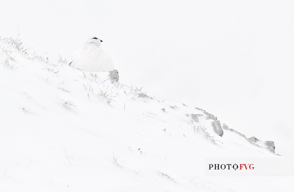 White ptarmigan on snow