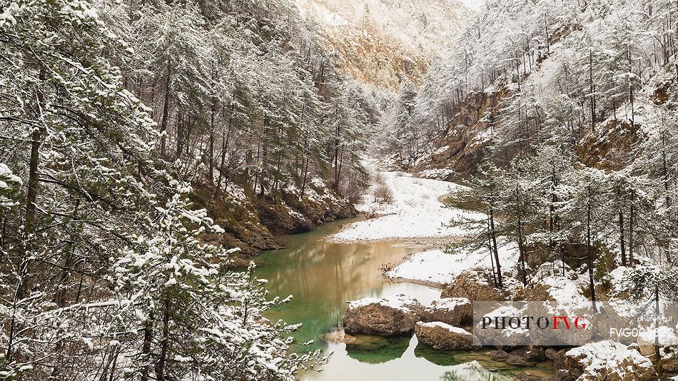 Meduna river and fir Forest after a light snowfall, Tramontina Valley