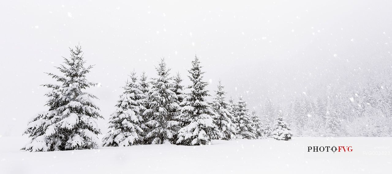 Heavy snowfall on fir-trees.
A magic landscape in Sant'Osvaldo Pass