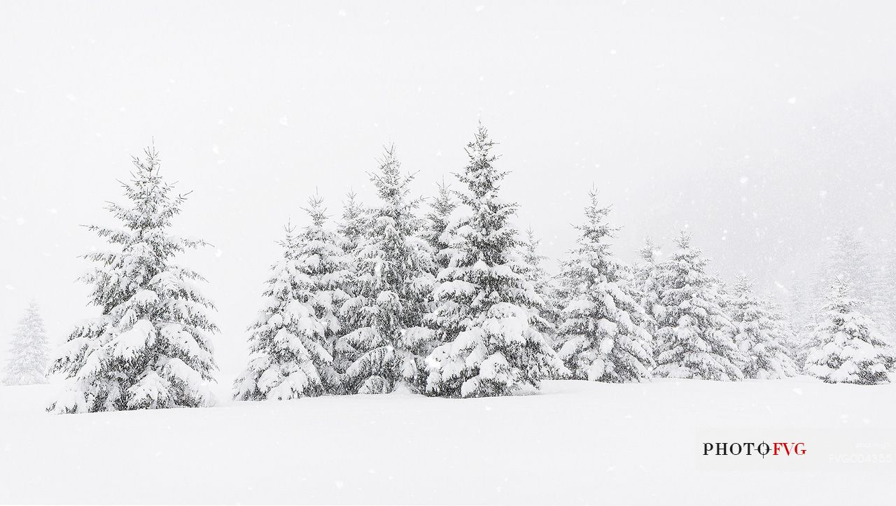 Heavy snowfall on fir-trees.
A magic landscape in Sant'Osvaldo Pass