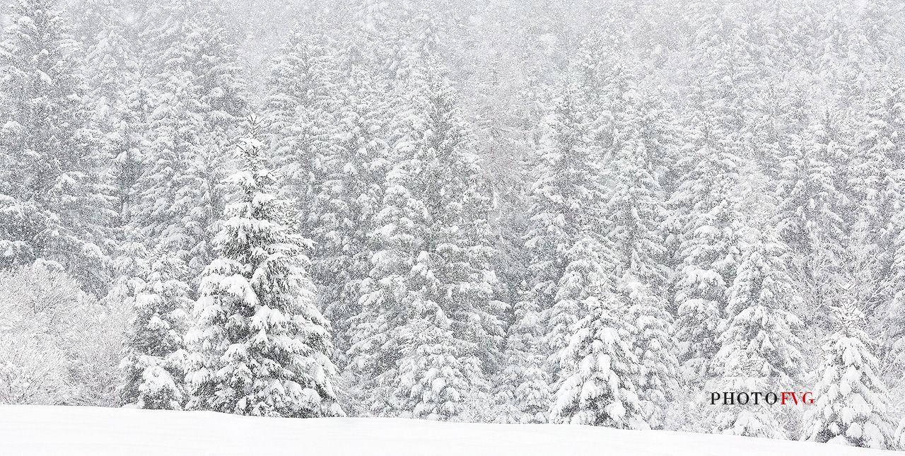 Heavy snowfall on fir-trees.
A magic landscape in Sant'Osvaldo Pass