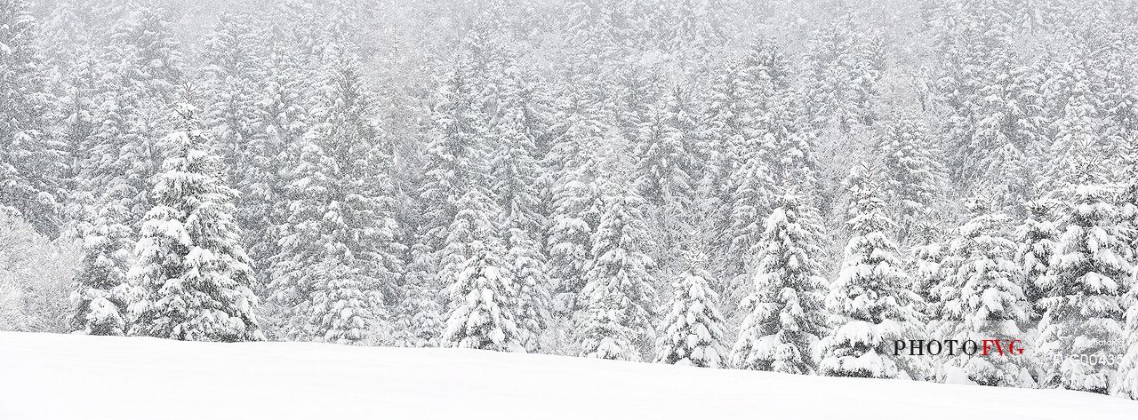 Heavy snowfall on fir-trees.
A magic landscape in Sant'Osvaldo Pass