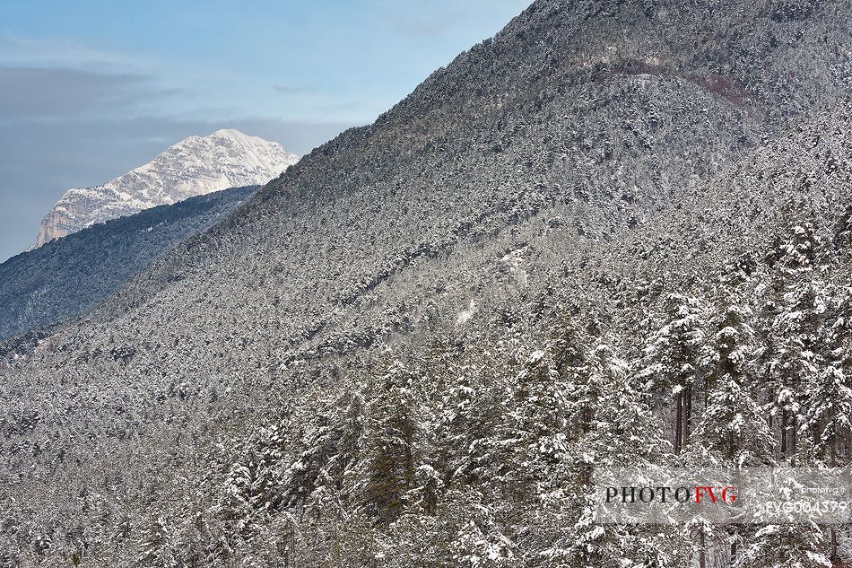 Resiutta forest in the Natural Park of Prealpi Giulie