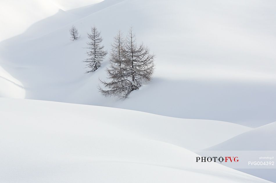 Lone larch trees in snow sea 