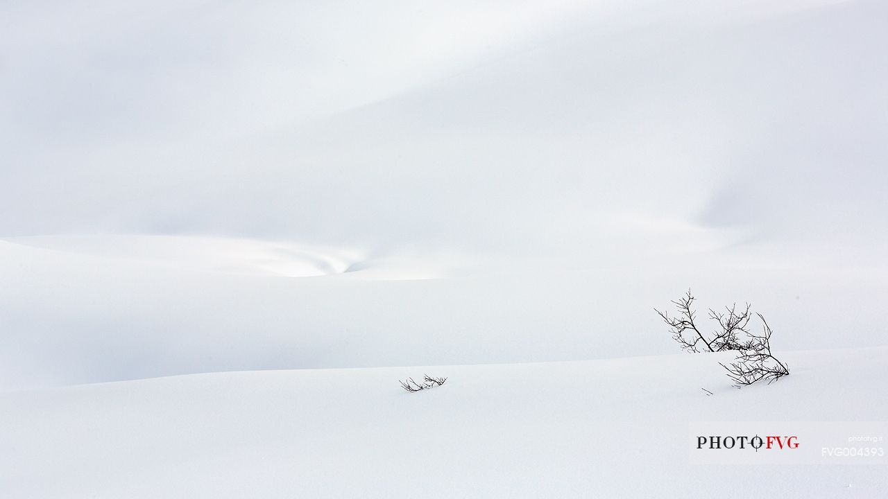 Bush in a snow sea 