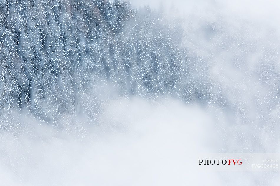 Snowy larch-tree forest in mist