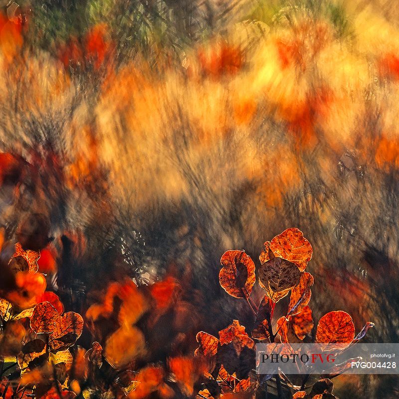 Color autumn explosion in autumn, Carso Goriziano-Triestino