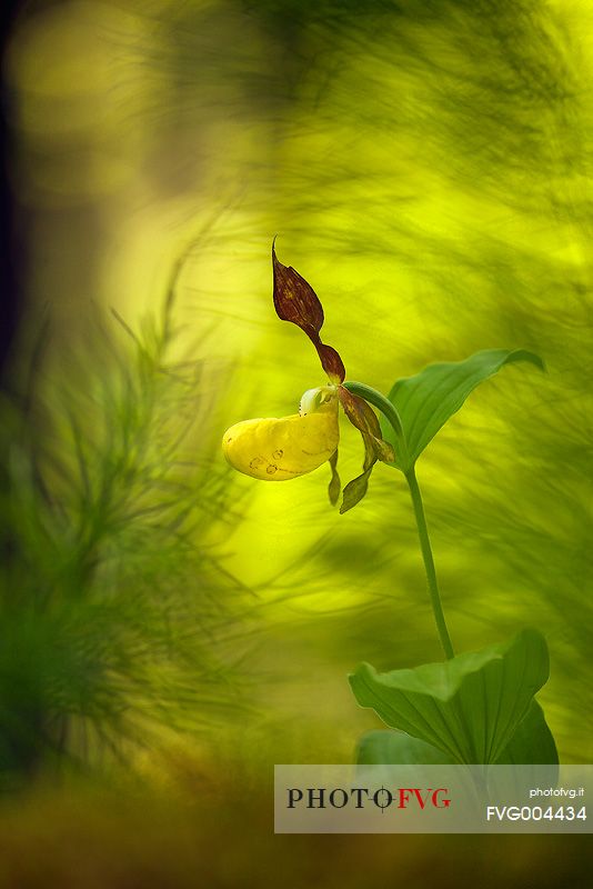 Lady's slipper in the spring wood