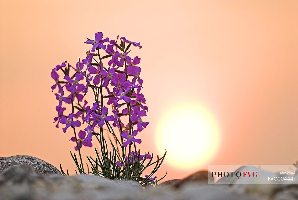 Endemic blooming of Matthiola carnica in the steppic prairies of Magredi Friulani