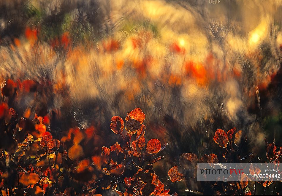 Color autumn explosion in autumn, Carso Goriziano-Triestino