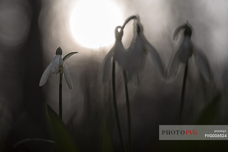 Backlit flowering of snowdrops