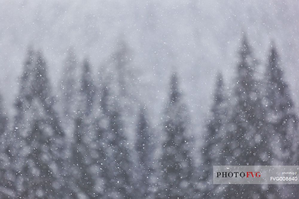 Forest in Sauris di Sotto during a heavy snowfall