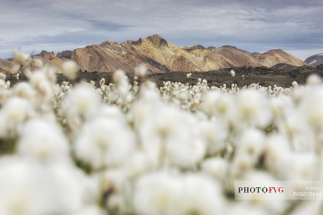 The multicoloured rhyolite mountains in the area of Landmannalaugar.
In the foreground cottongrass field