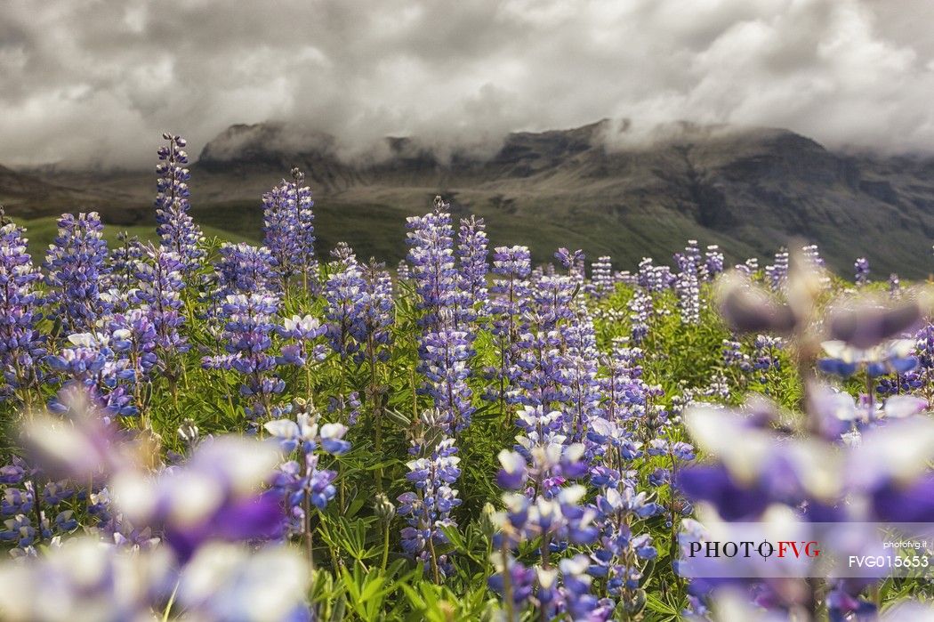 Lupins flowering in mountain area of Skaftafell