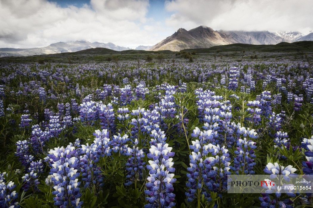 Lupins flowering in mountain area of Skaftafell